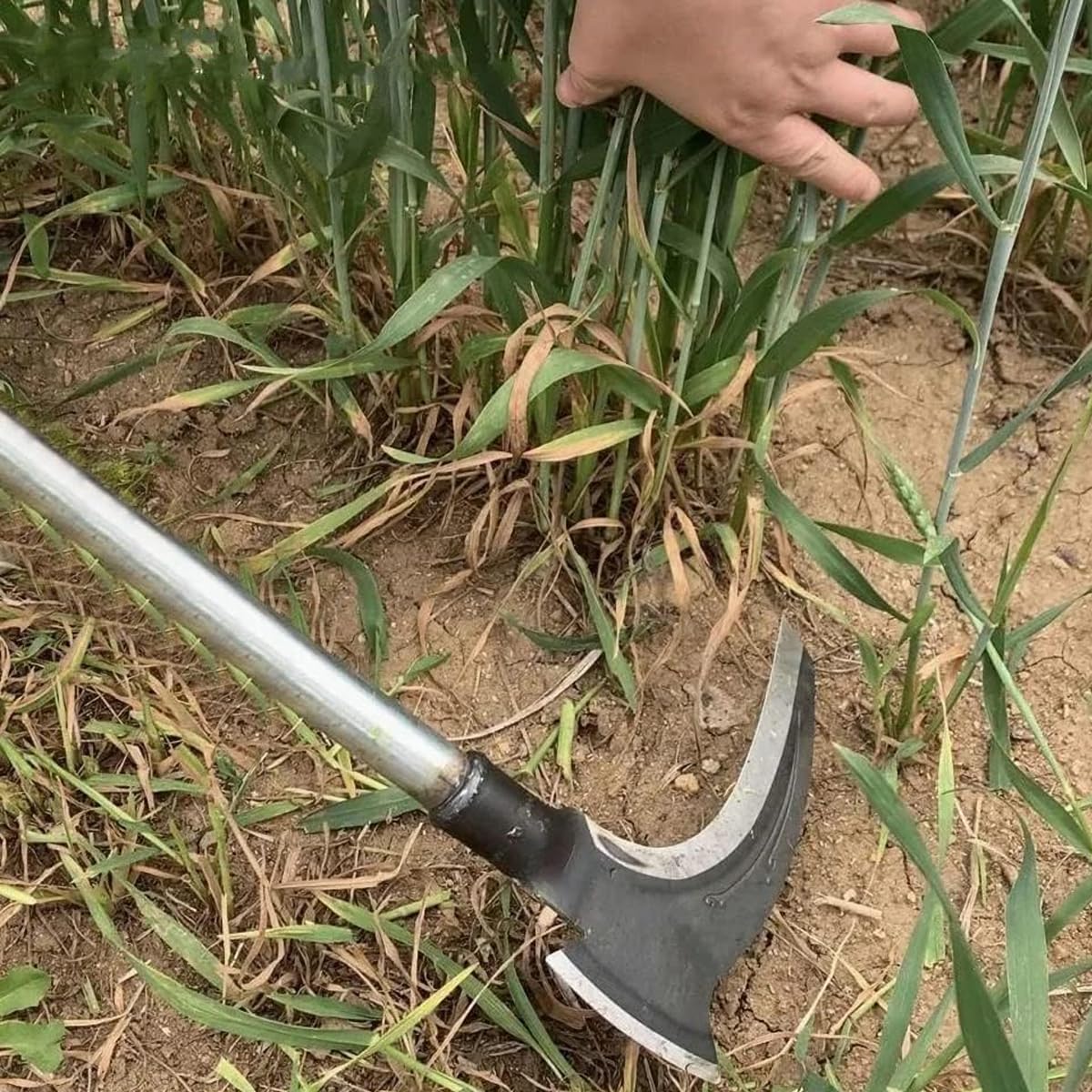 2-in-1 Grass Axe Sickle 21.65 Inch High Manganese Steel